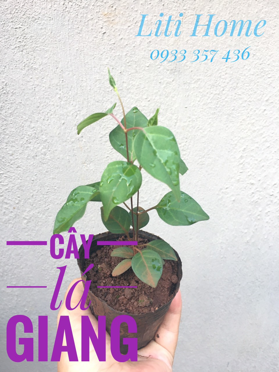 Cây lá giang, cây giống lá giang .
