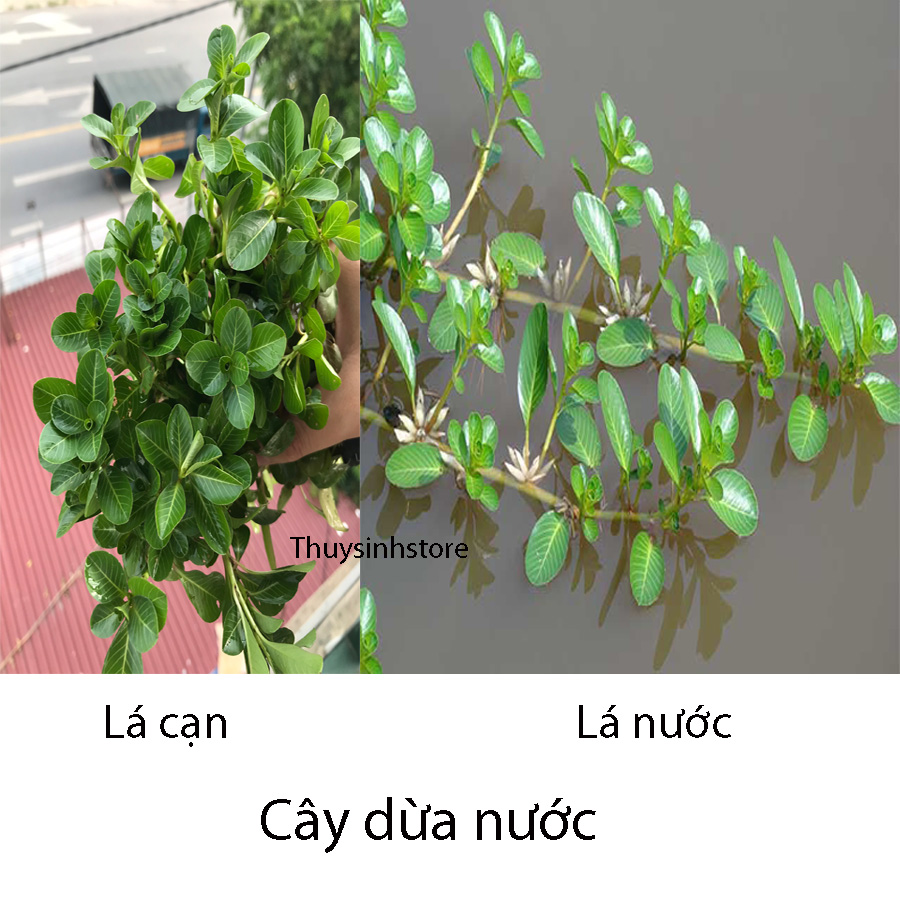 Dừa cạn thủy sinh 10cây- trang trí bể cá