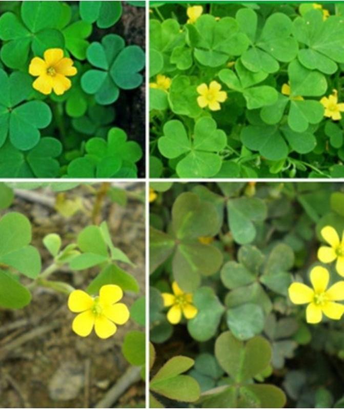 30 hạt giống cỏ ba lá