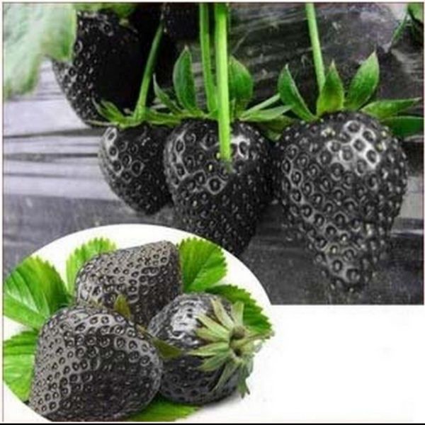 Hạt Giống Dâu Đen Tây Chịu Nhiệt Tốt Gói 50H