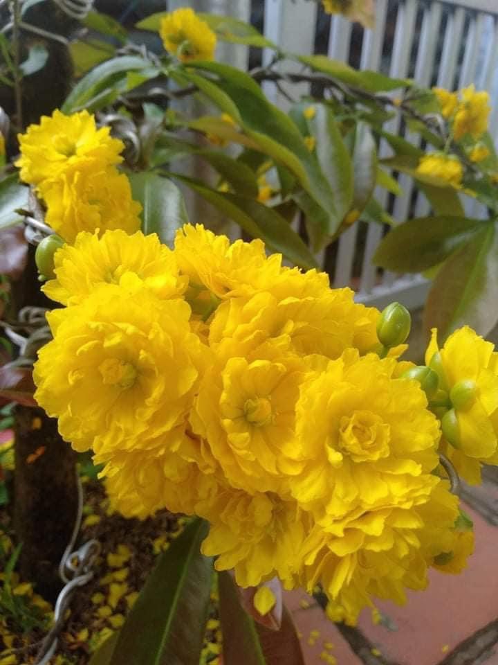 Hoa cúc mai 2 tầng bông_cây ghép chuẩn