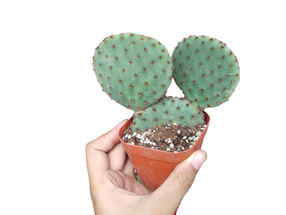 [HCM]XƯƠNG RỒNG TAI VOI - TẶNG CHẬU ĐẤT NUNG