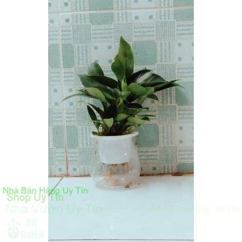 Trầu bà đế vương xanh thuỷ sinh