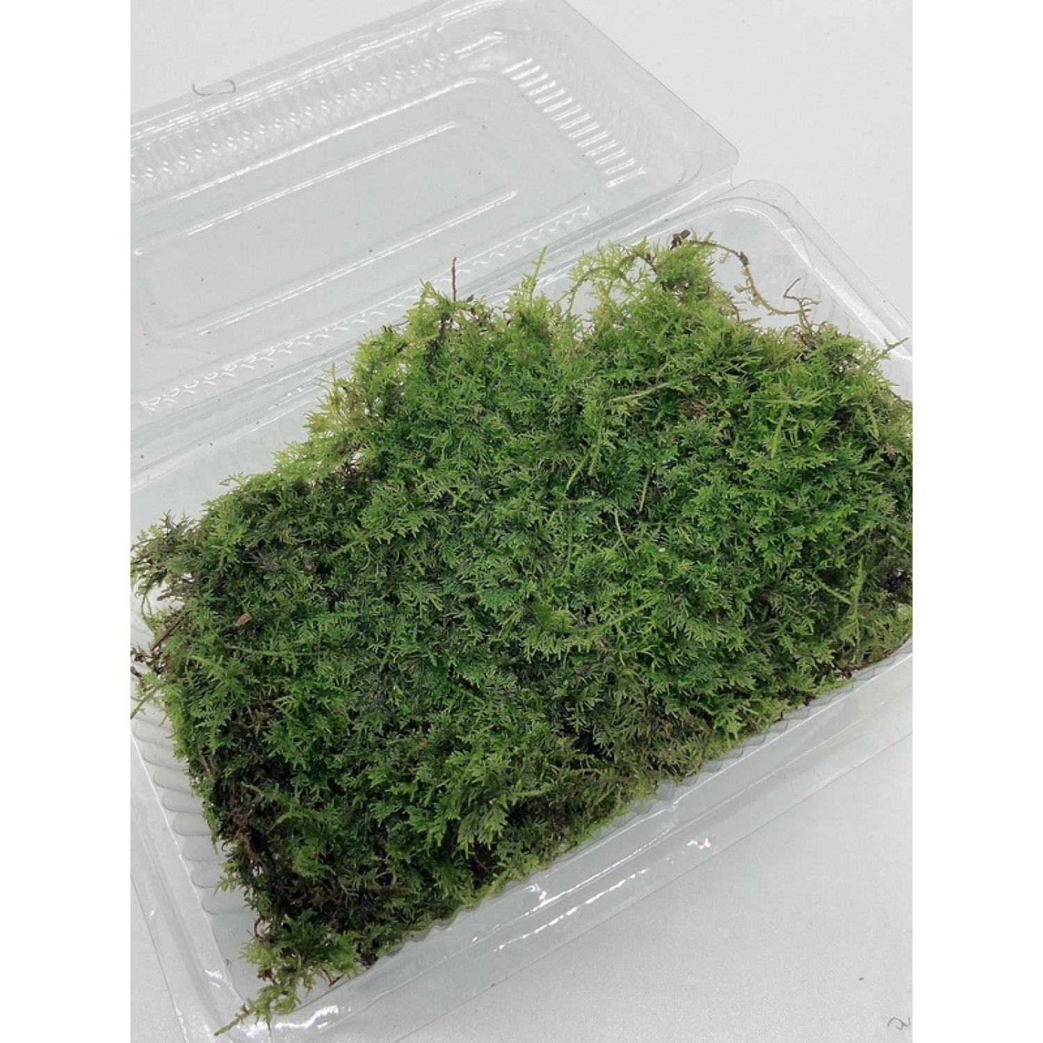 Rêu trắc bá setup bể bán cạn, tiểu cảnh, sân vườn, terrarium, gắn lũa