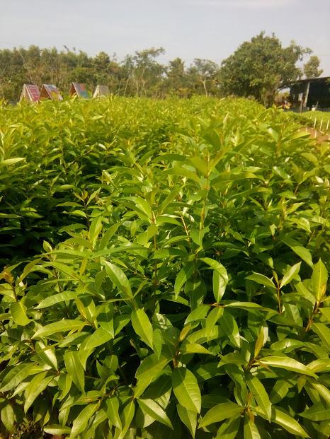 Cây Vối nếp- chiều cao 40-50cm