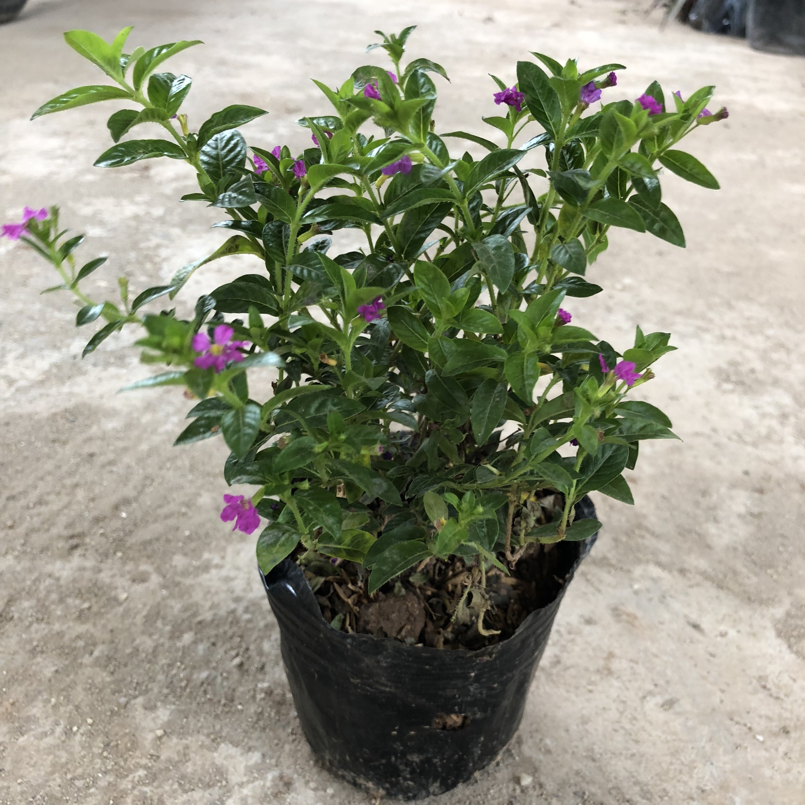 Cây cẩm tú mai cao 15-20cm đường kính 15-20cm hoa nở rực rỡ nhiều nhánh sum suê cực to cực đẹp