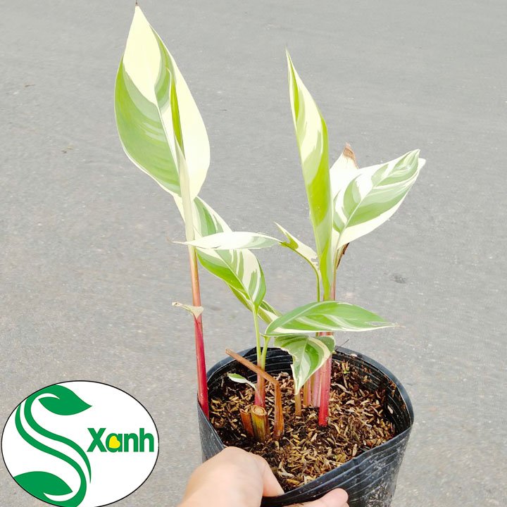 Cây Chuối Kiểng Cẩm Thạch