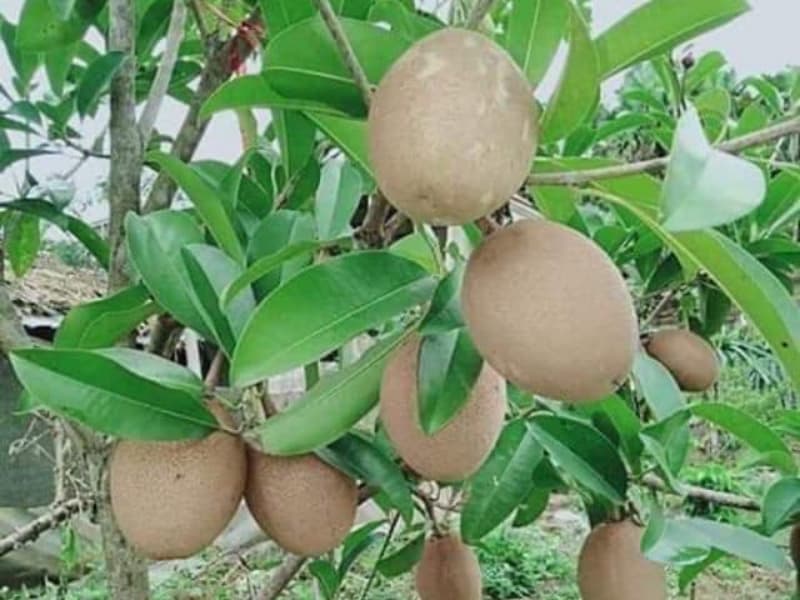 Cây giống hồng xiêm siêu sớm giống ghép