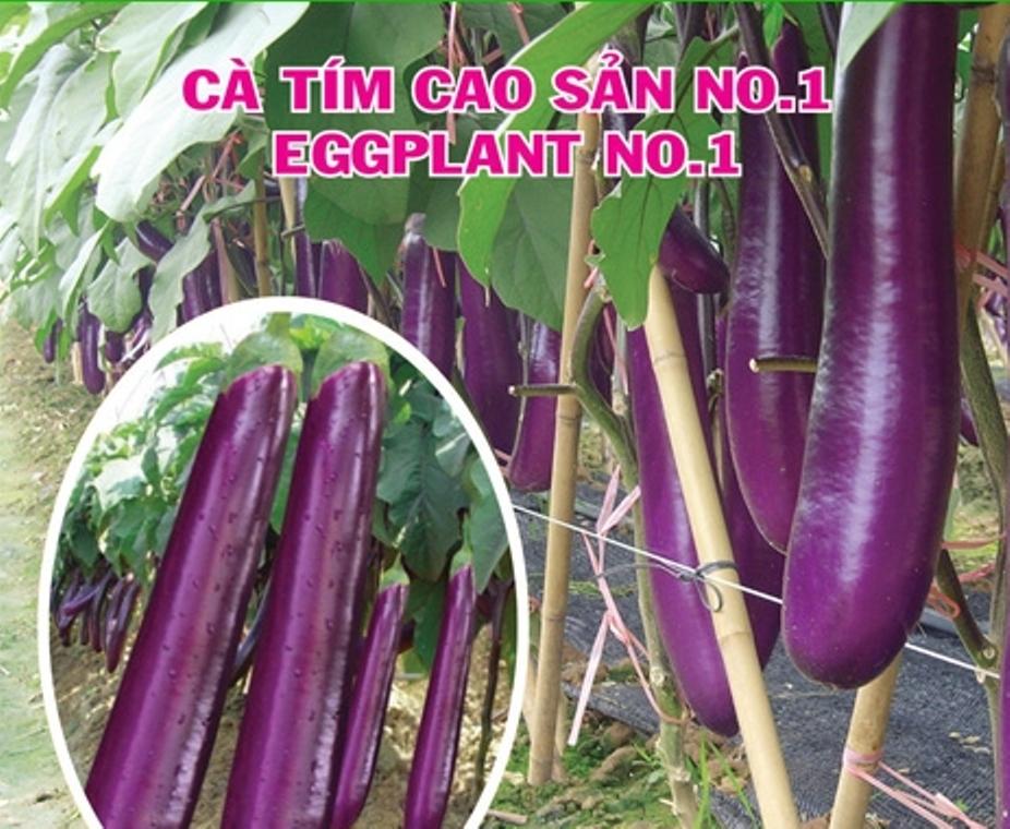 Hạt Giống Cà Tím Cao Sản No.1