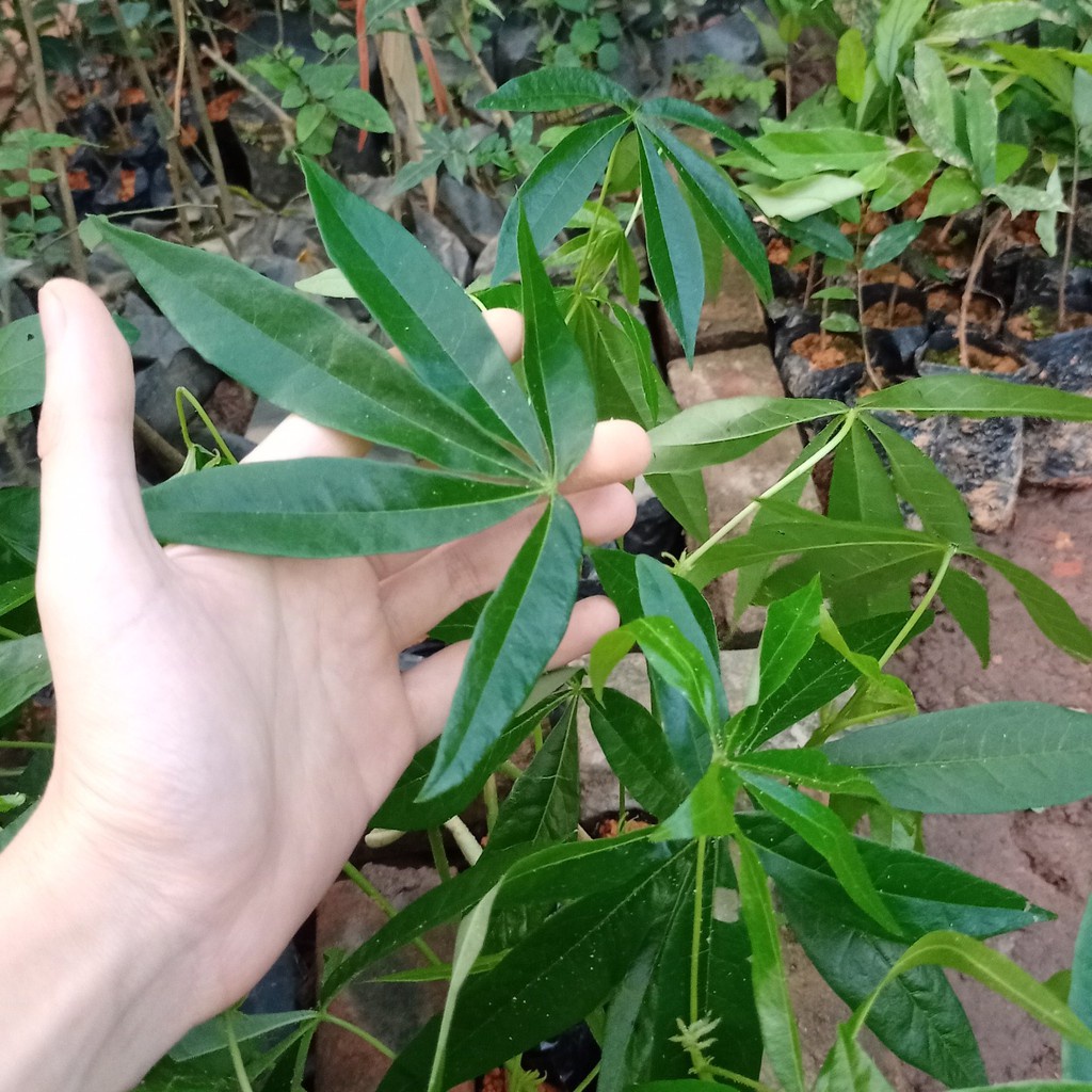 Cây giống trôm lấy mủ
