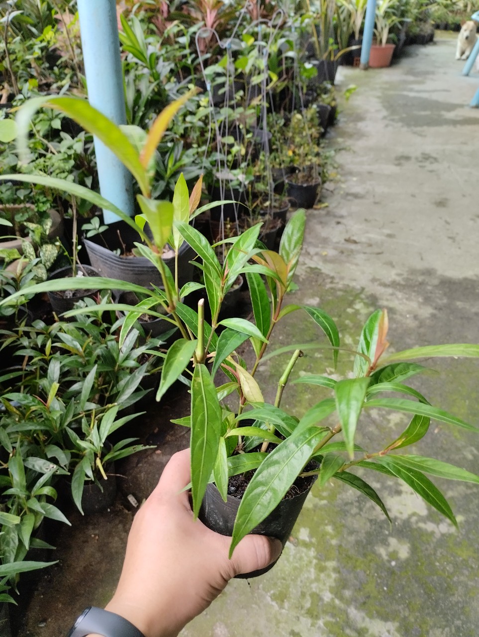 Chậu cây hoàn ngọc đỏ - Chỉ giao hỏa tốc 3h