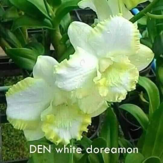 Hoa lan Dendro lai Cát Doremon, chậu cây nhiều thân, cây khỏe đẹp