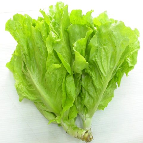 [HCM]5g Hạt Giống Xà Lách Vàng Cao Sản