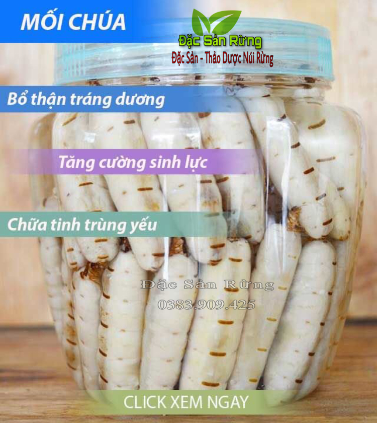 ( 20 Con ) Mối Chúa Loại To  - Ngâm Rựu Bổ Thận, Tráng Dươ.g  Thảo Dược ĐSR