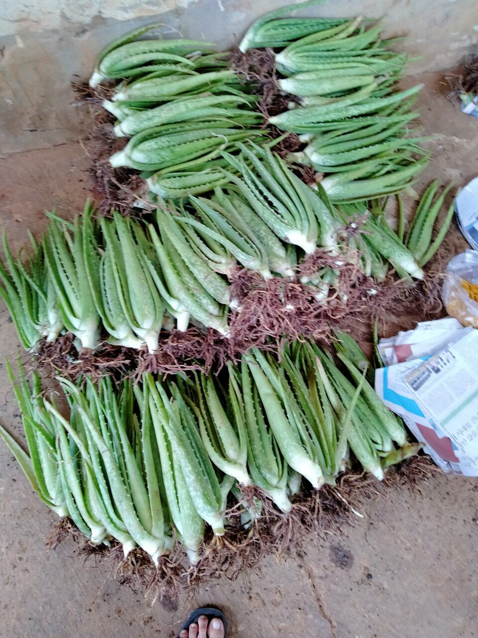 5 cây nha đam thái bẹ siêu to bự giòn ngon
