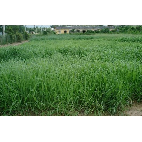 Gói 1kg hạt giống cỏ ruzi