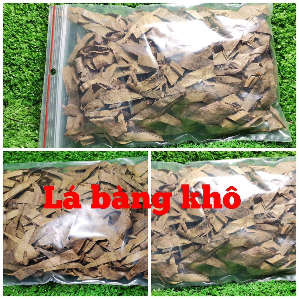 Lá bàng mua 1 tặng 1- chăm sóc cá cảnh - nga guppy