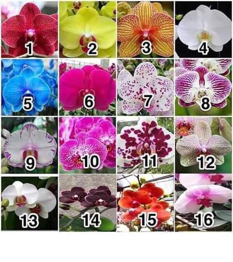 1 gốc giống phong lan hồ điệp dành cho người mới chơi lan