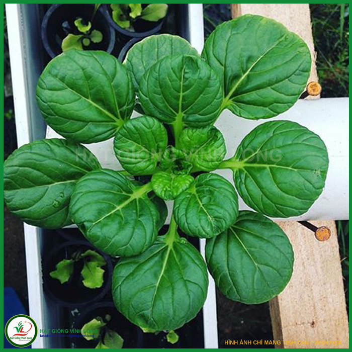 Hạt giống Cải ăn non Nhật JAPANICA TN 64 - 20g, hiệu Trang Nông chất lượng, nảy mầm cao