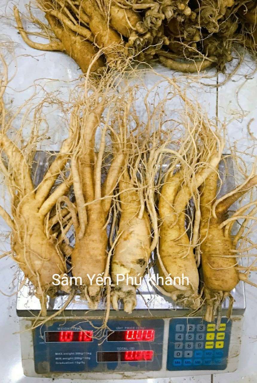 1 Ký Sâm Tươi Hàn Quốc 6 Năm Tuổi 5 Củ- 1kg, Nhân Sâm Hàn Quốc, có tác dụng chống mệt mỏi, tăng cường sức khỏe, sâm hàn quốc, nhân sâm tươi hàn quốc, sâm tươi hầm gà, sâm tươi ngâm mật ong , Sâm Yến Phú Khánh