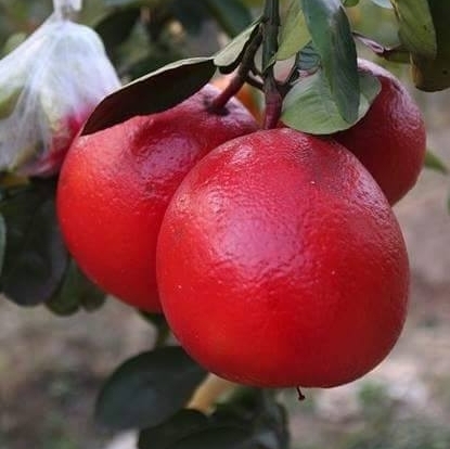 Cây cóc thái lan đang có hoa chuẩn giống - FREE SHIP TỪ 50K