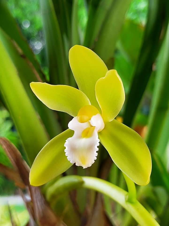 Hoàng Long Thái cây mẹ bản lá Khủng 7cm