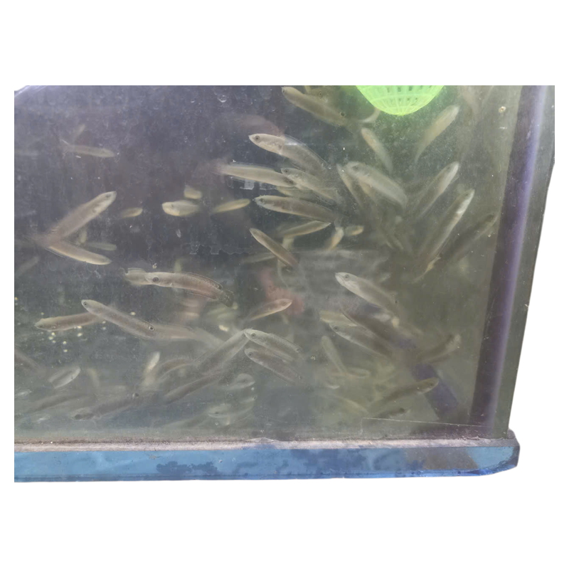 Blue Bangâl