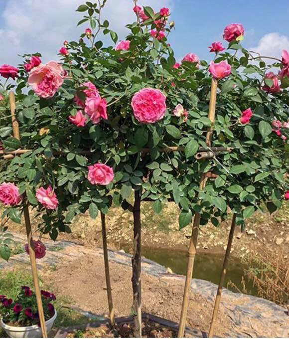 Cây hoa hồng cổ Sapa siều khuyến mãi