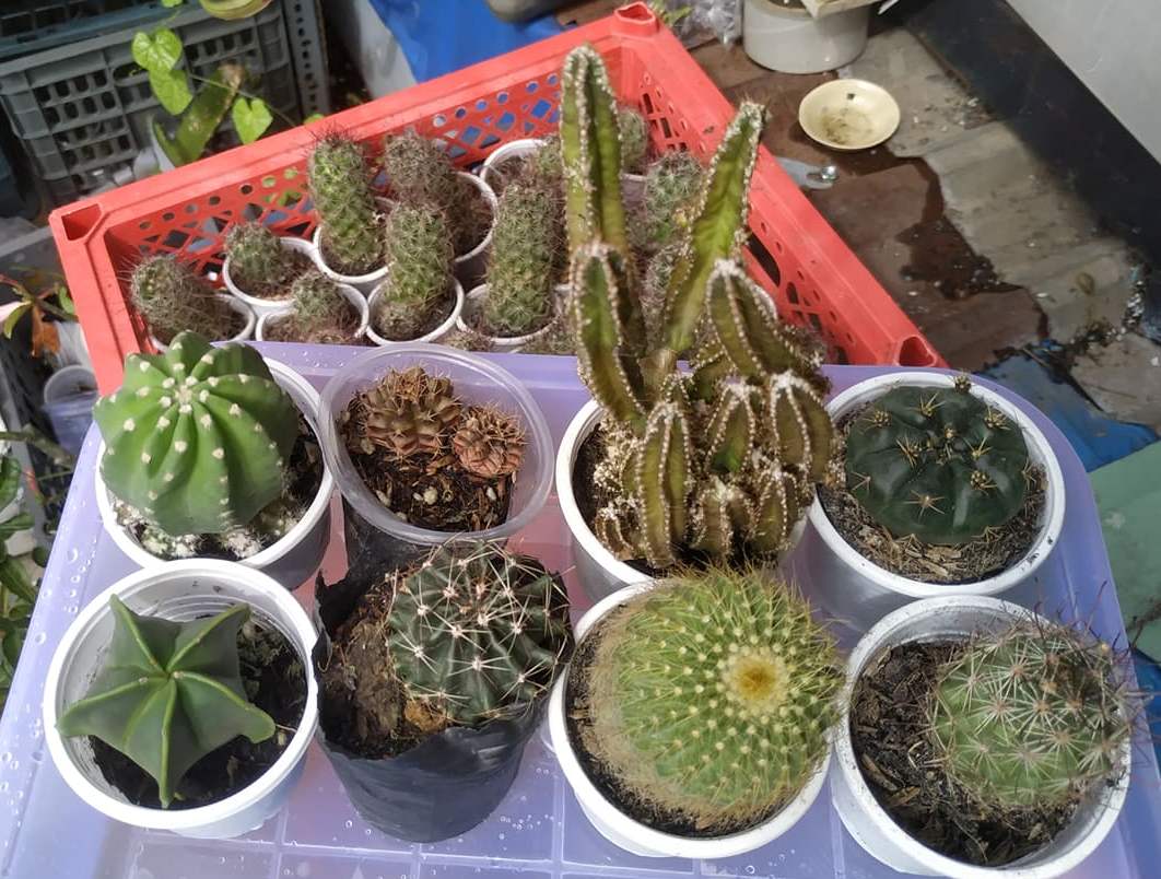 Xương rông kiểng các loại (size 3-5cm tùy loại) Ship kèm chậu đất