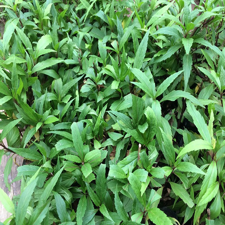 N9kriD_simg_d0daf0_800x1200_max.jpg
