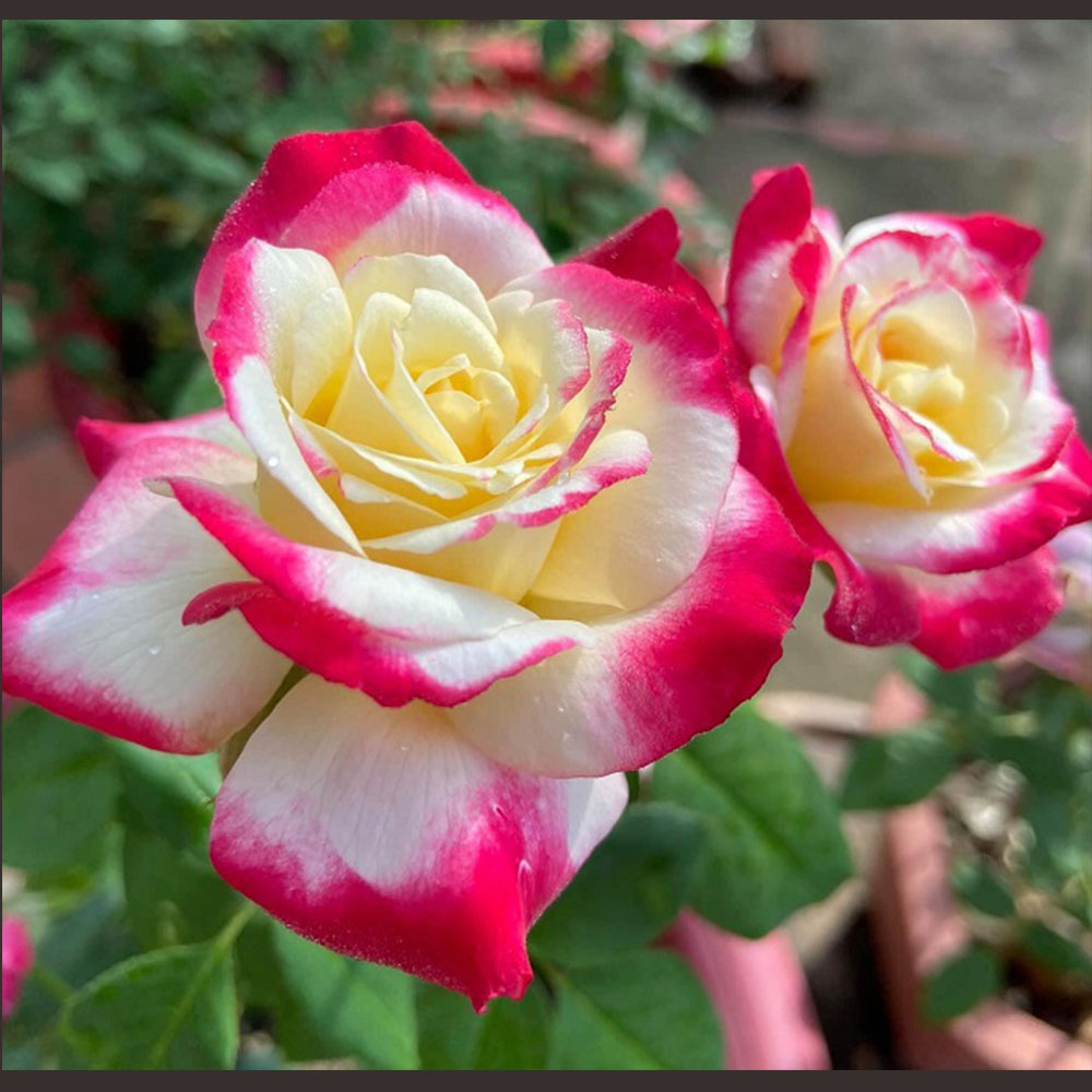 Hoa hồng vàng đỏ vàng double delight, hồng ngoại, hồng bụi, thân gỗ, nguyên bản