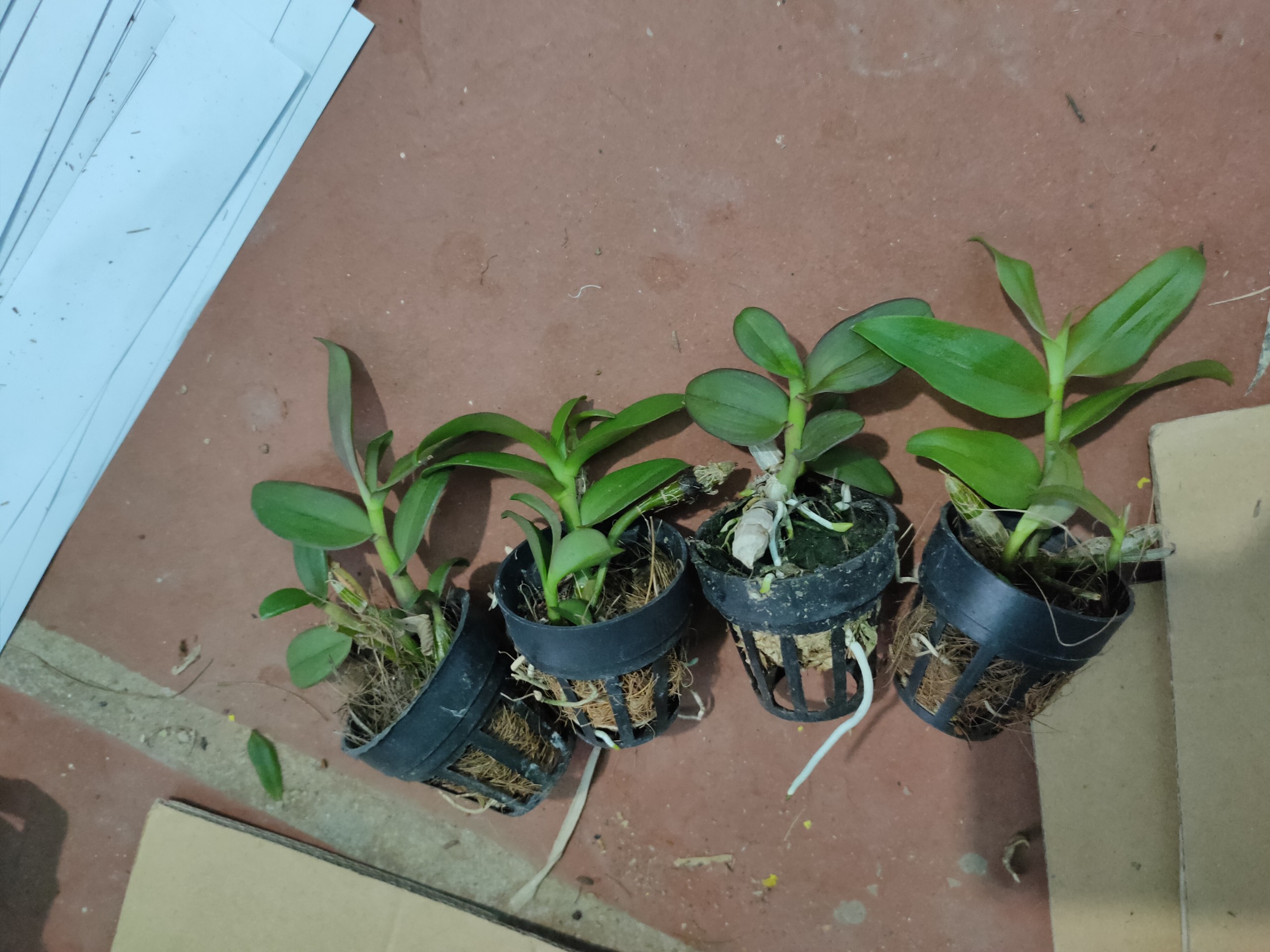 PHi điệp ám mắt đỏ tân lạc hòa bình