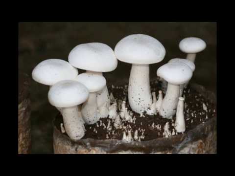 bịch nấm hoàng đế