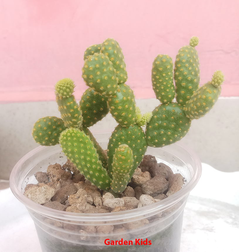 Xương rồng tai thỏ nhỏ