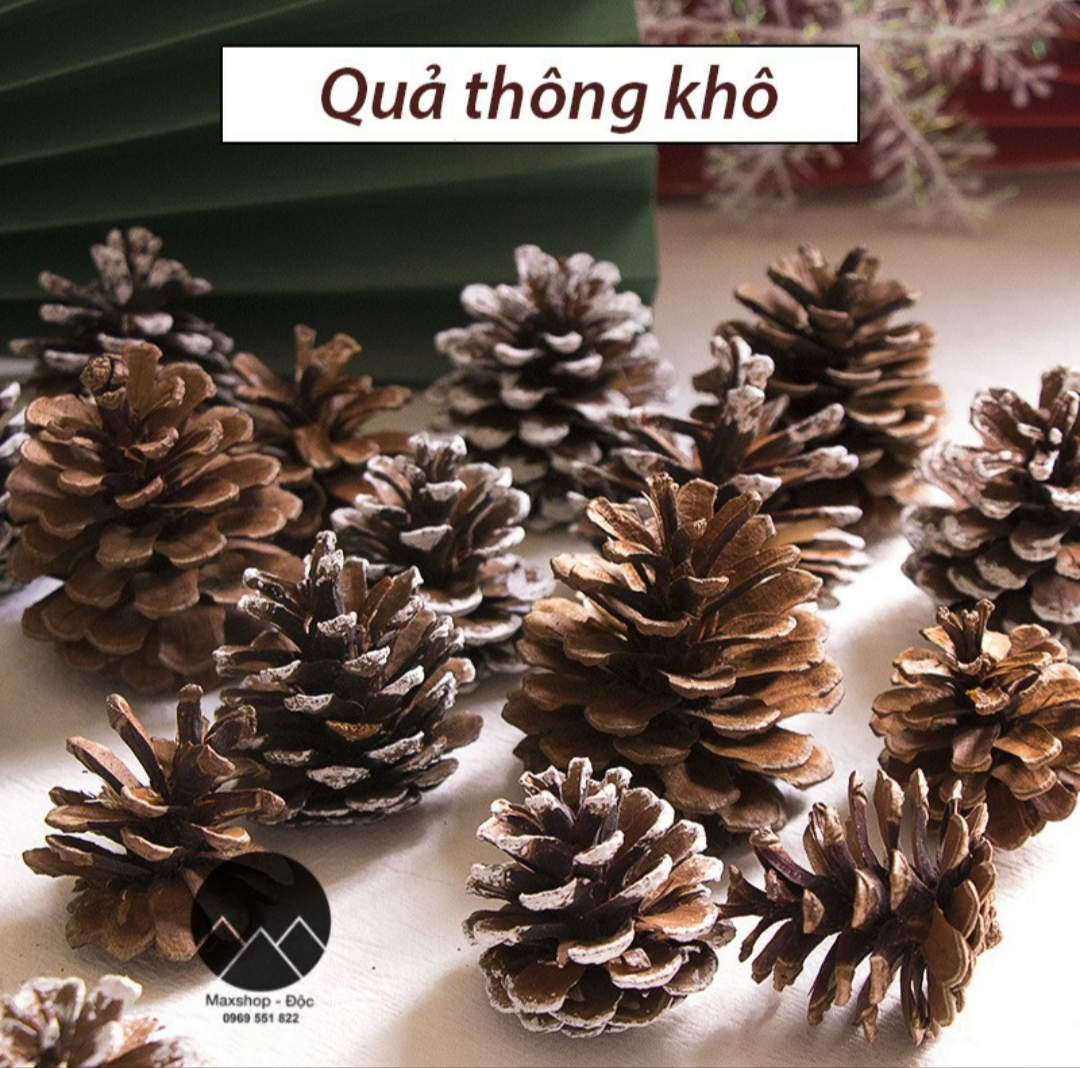 Quả thông khô phủ tuyết trắng phụ kiện chụp ảnh sản phẩm trang trí