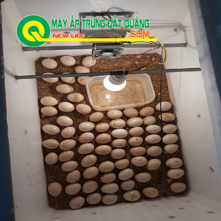 Máy ấp trứng đt90