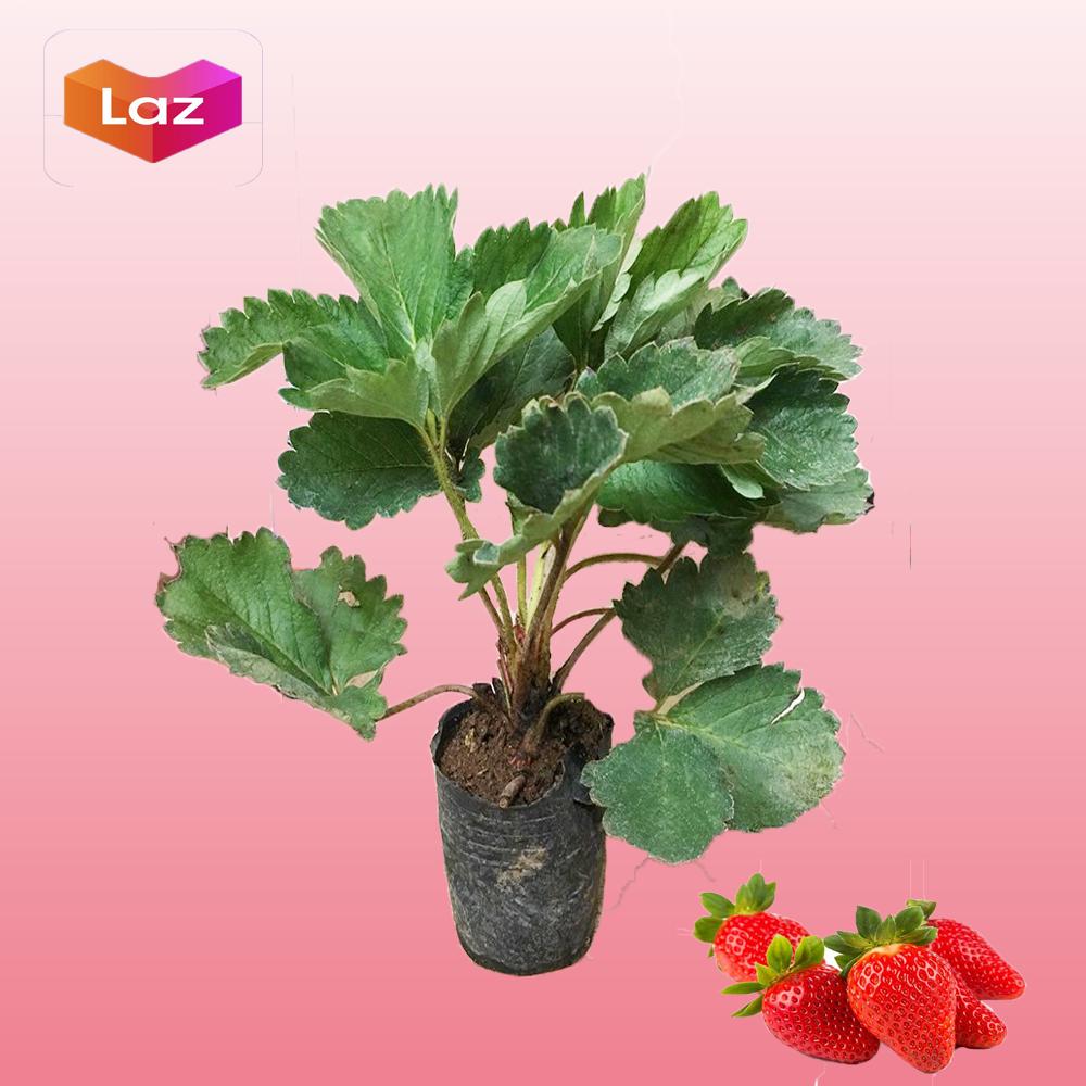 10 Cây dâu tây giống chịu nhiệt, siêu ngọt Hana tặng phận bón