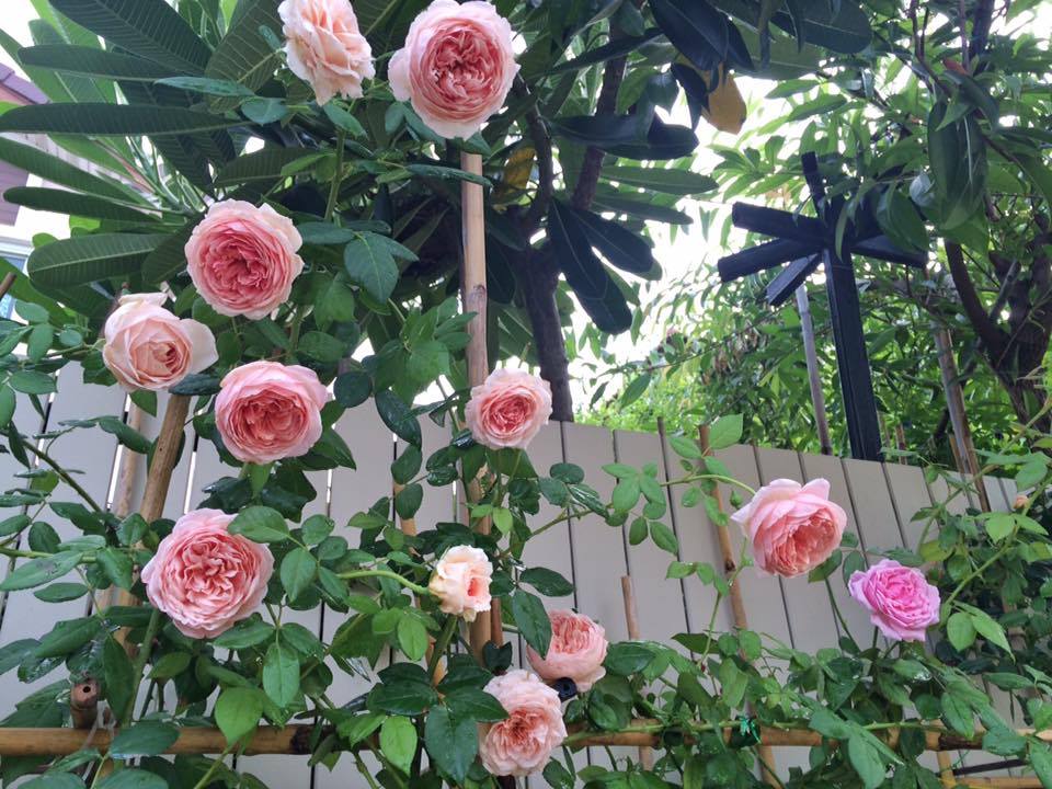 Combo 5 cây hoa hồng leo abraham cực đẹp ( tặng phân bón kích rễ)