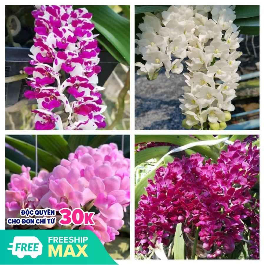 4 Cốc Ngọc Điểm Thái - Đốm, Trắng, Hồng, Đỏ (Nghinh xuân ,Đai Châu)