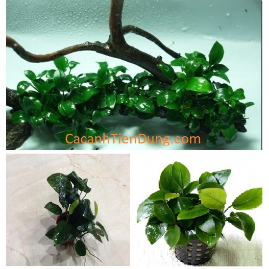 3 CHẬU CÂY RÁY LÁ NHỎ – CÂY THỦY SINH DỄ TRỒNG KHÔNG CẦN ĐẤT NỀN