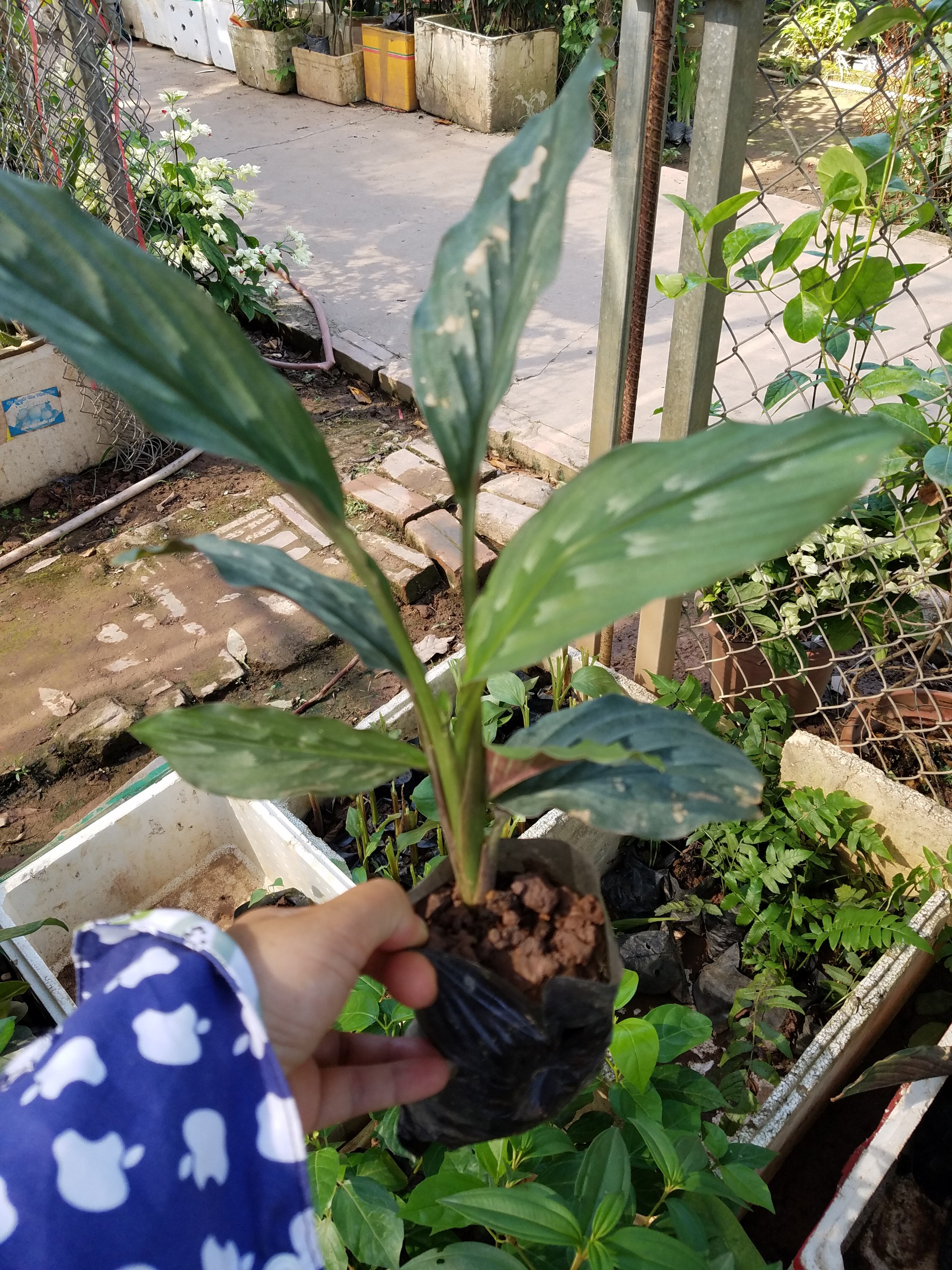 Cây giống tam thất gừng  hàng chuẩn giống  - Cây trong bầu