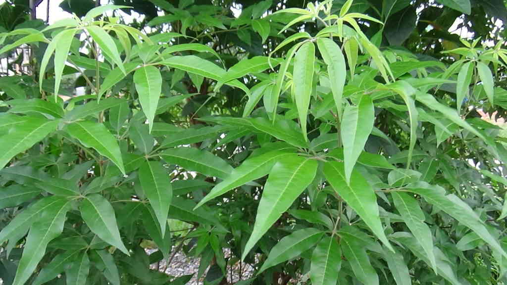 Cây và lá ngũ trảo phơi khô 1 ký