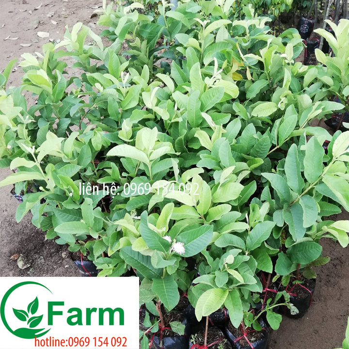 Cây ổi không hạt