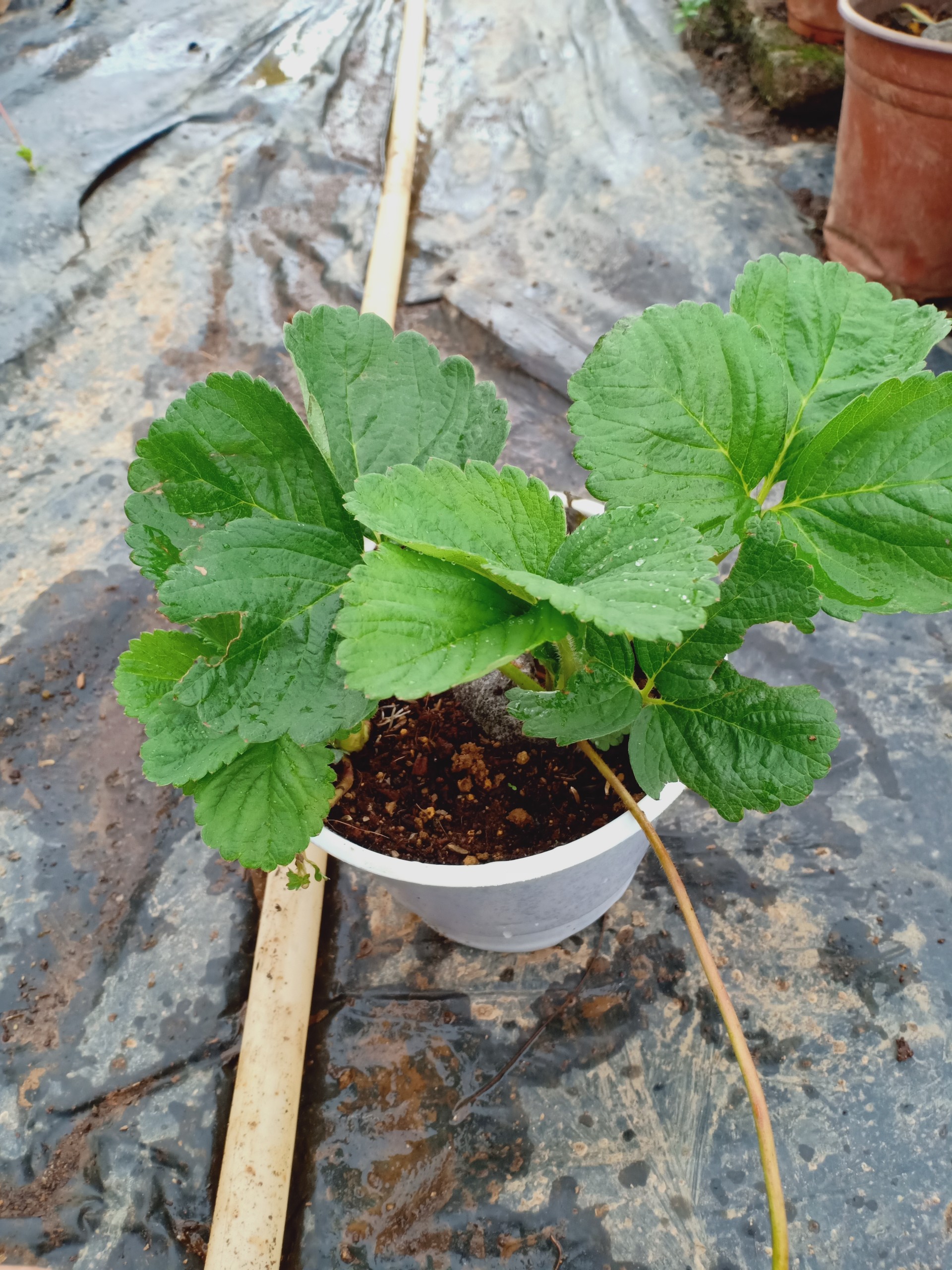 COMBO 5 Cây Dâu Tây chịu nhiệt - Giống Mỹ, dễ trồng, nhiều trái, 2 tuần thu hoạch - Có bầu đất, rễ khoẻ