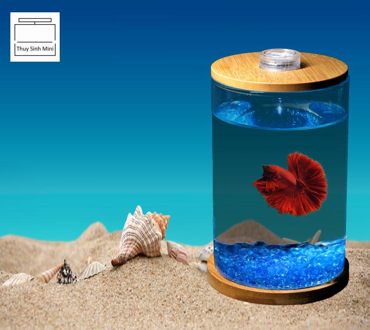 Bể cá chọi Betta-01