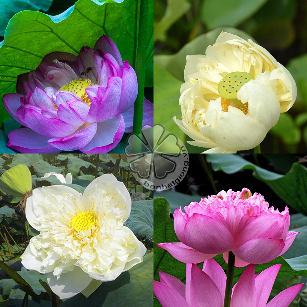 hạt giống SEN BÁCH DIỆP (SEN QUAN ÂM, SEN THÁI) - Gói 50 hạt nhiều màu