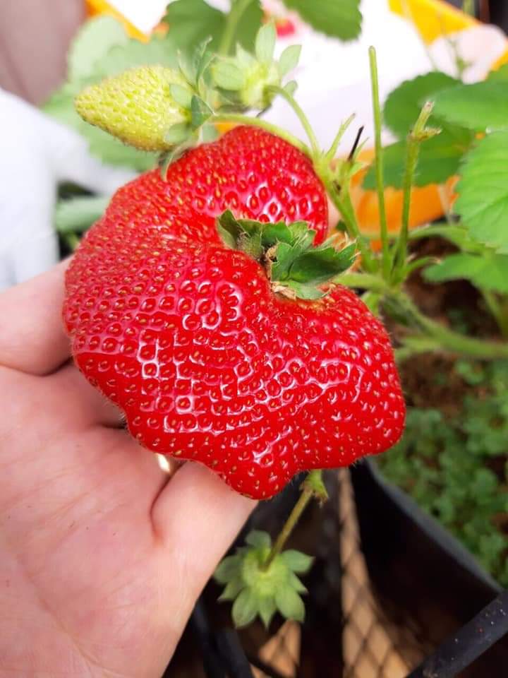 Mô dâu tây nữ hoàng  trái siêu to rẻ quạt khổng lồ nhật bản