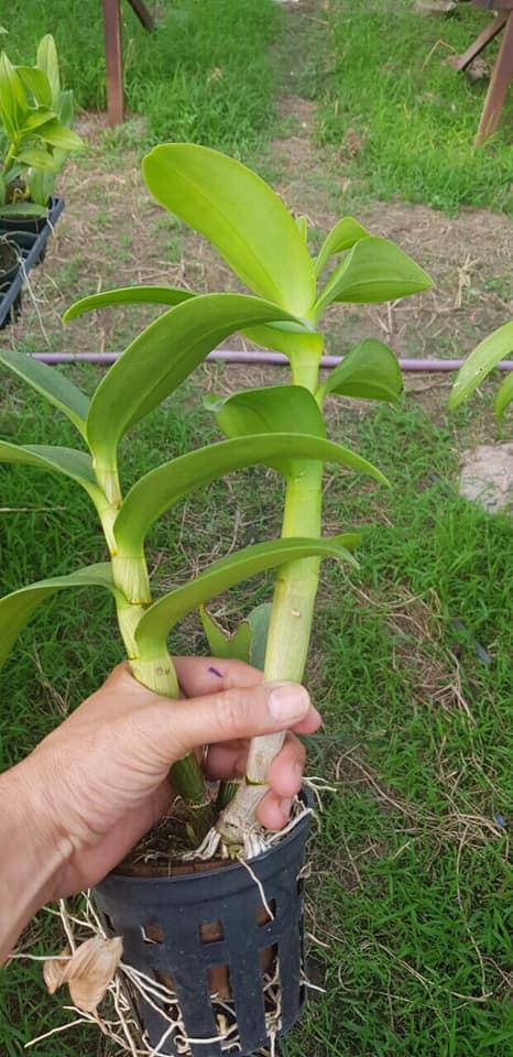 Combo 5 cây Denro màu thuần chủng hàng Thái lan