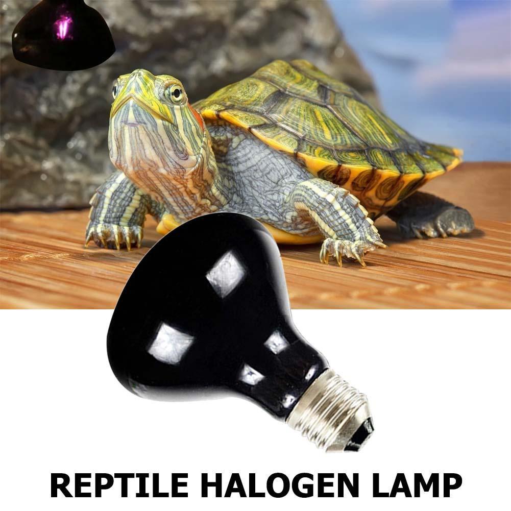 Bóng đèn sưởi đêm cho thú cưng, bò sát, rùa cảnh- bóng Halogen 25w/50w