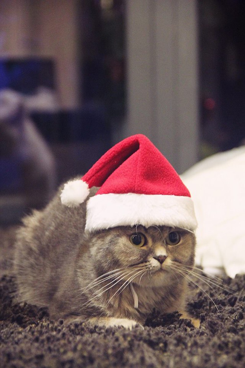 [HCM]MŨ ĐỘI ĐẦU GIÁNG SINH CHO CHÓ MÈO NHỎ DƯỚI 8KG